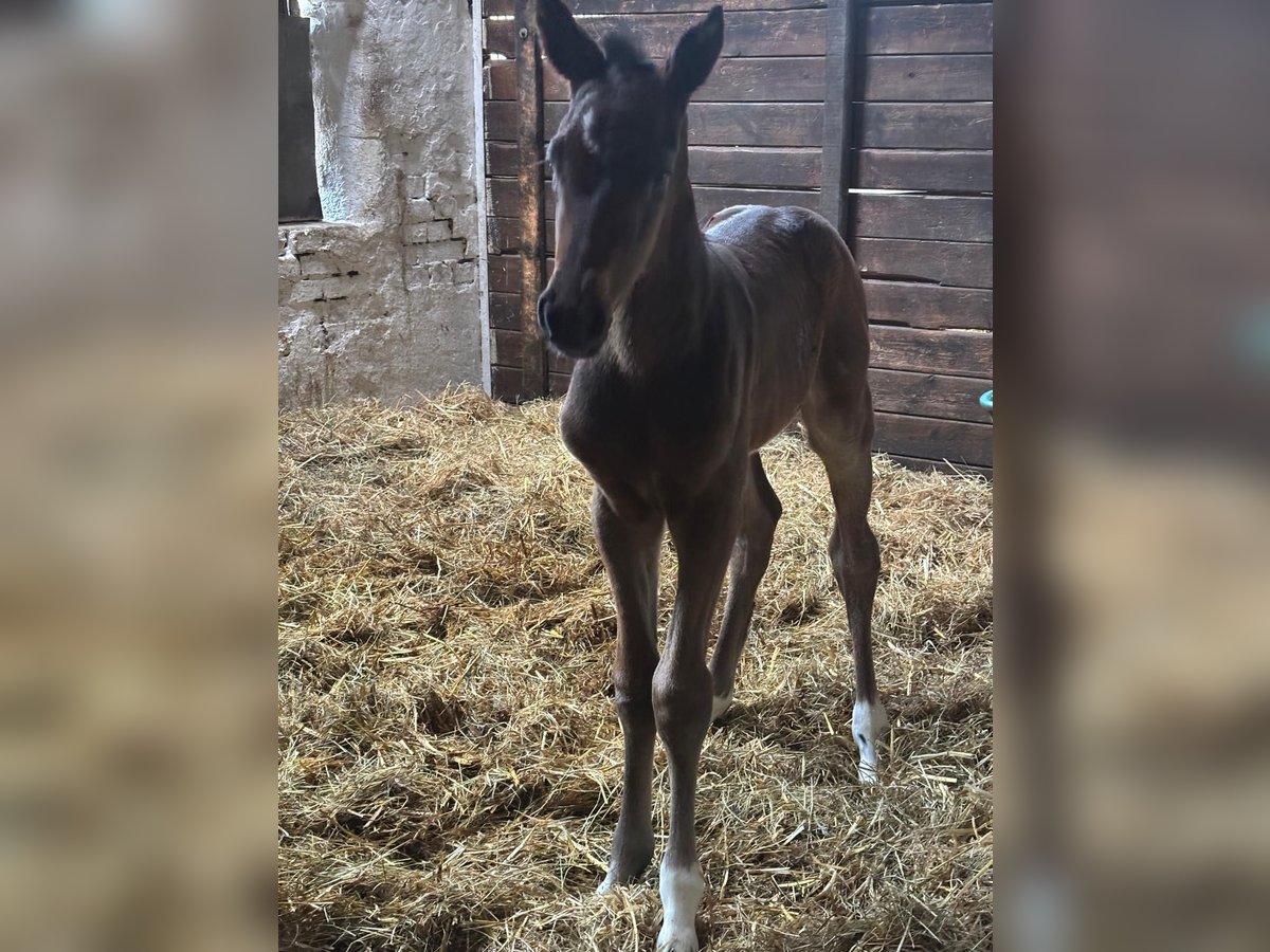 Hanoverian Mare Foal (05/2025) Bay-Dark in Langwedel