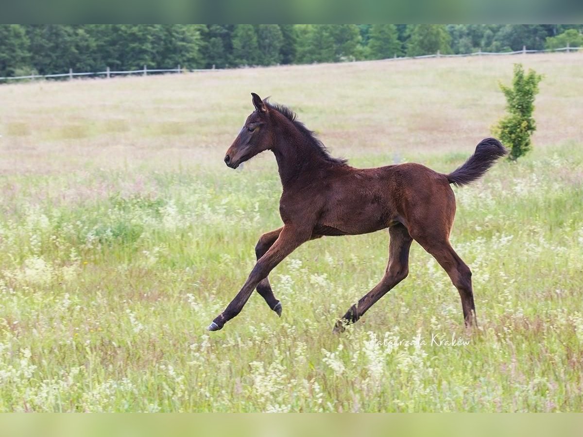 Hanoverian Mare Foal (01/2025) Bay in Jedwabno