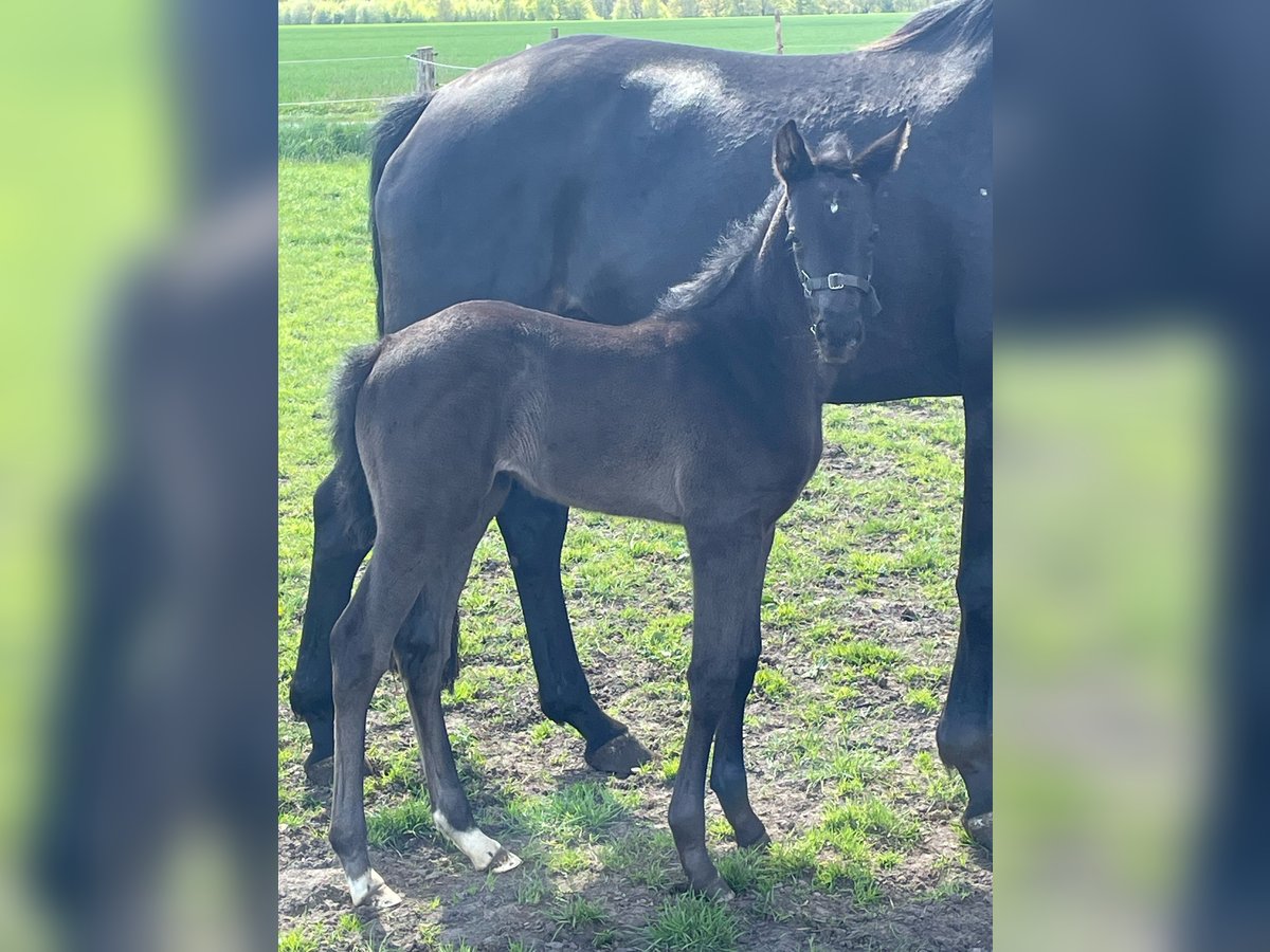 Hanoverian Mare  Black in Ahlerstedt