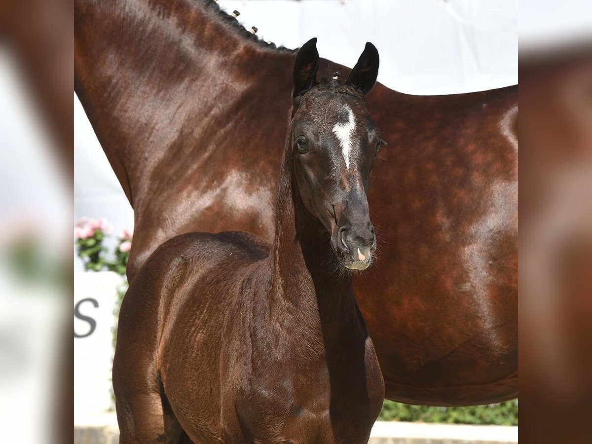 Hanoverian Mare Foal (05/2024) Black in Bad Bevensen