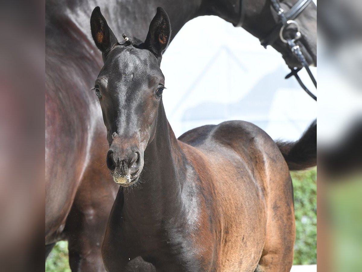 Hanoverian Mare Foal (05/2024) Black in Bad Bevensen