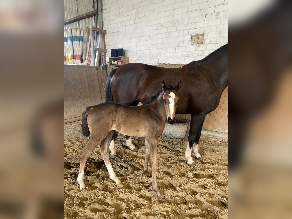 Hanoverian Mare Foal (06/2025) Black in Barum