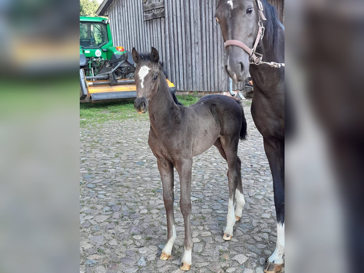 Hanoverian Mare Foal (06/2025) Black in Bergen
