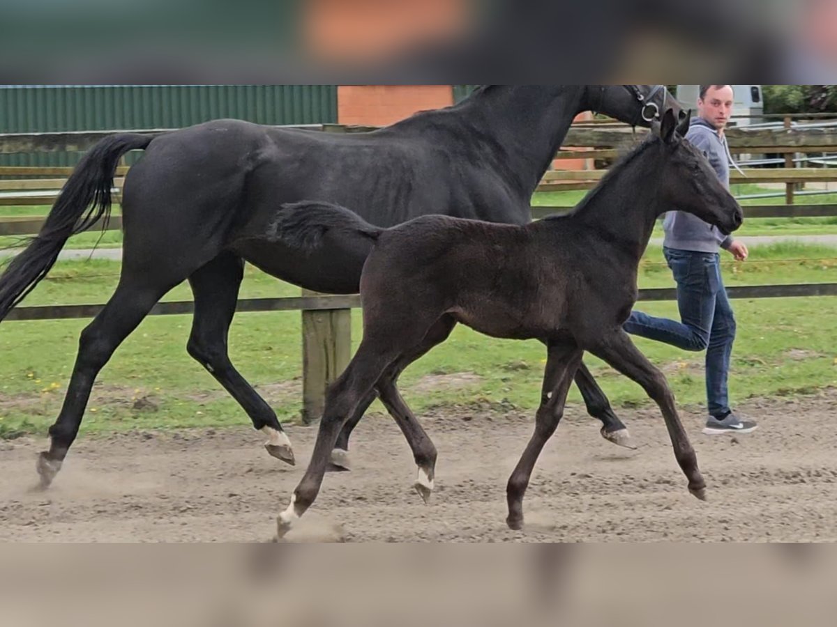 Hanoverian Mare  Black in Ihlienworth