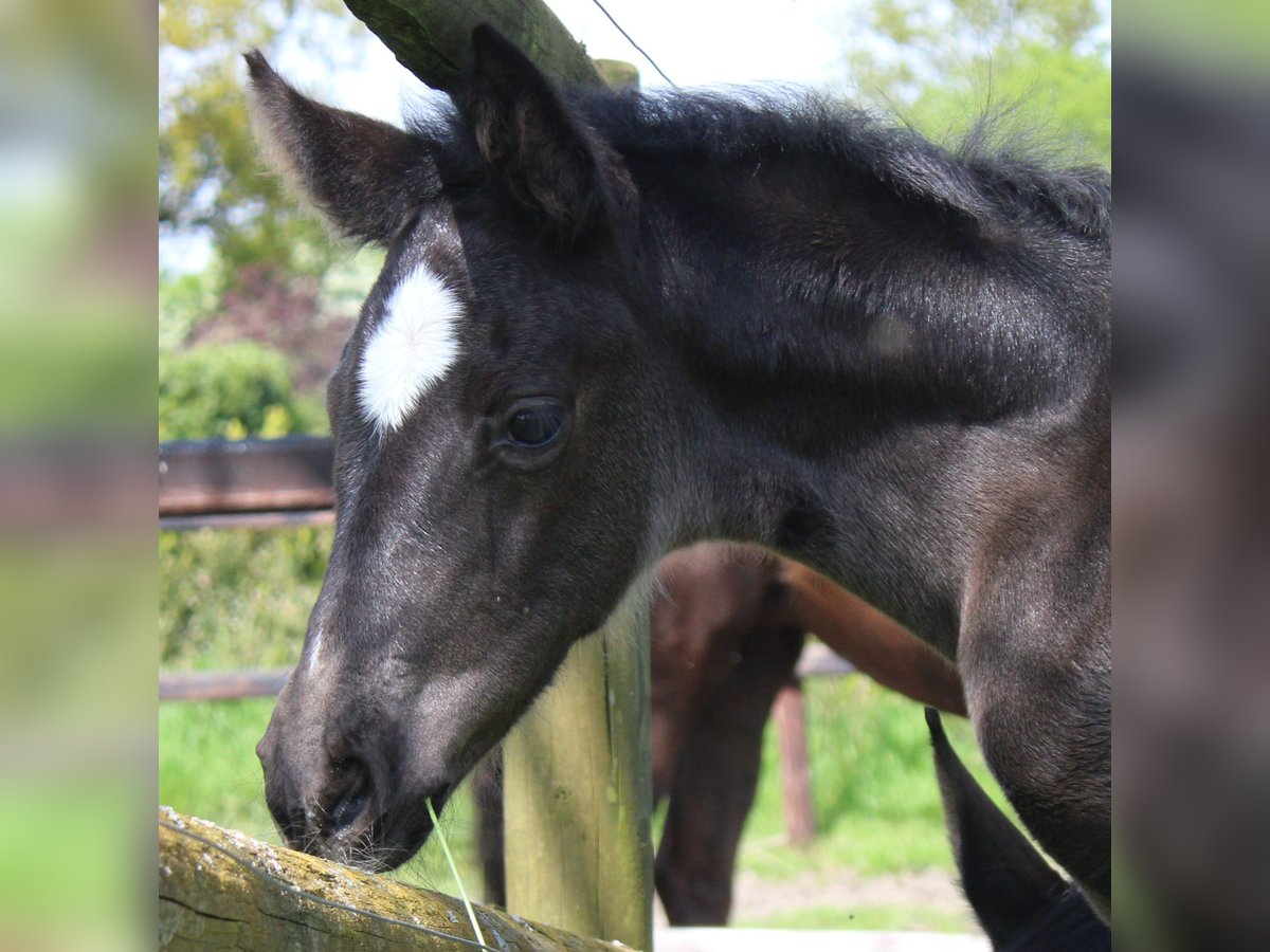Hanoverian Mare Foal (04/2024) Black in Niederlangen