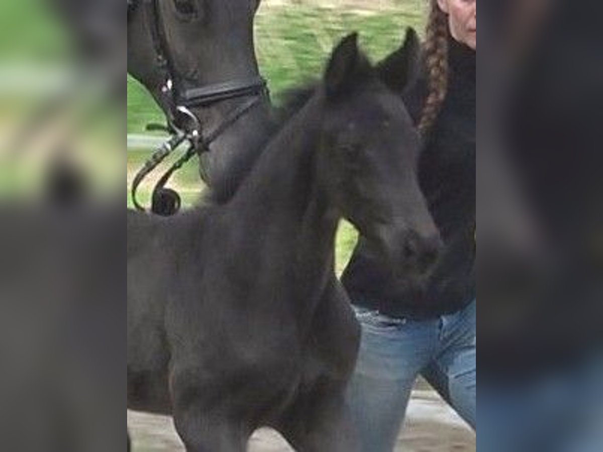 Hanoverian Mare  Black in Ratekau
