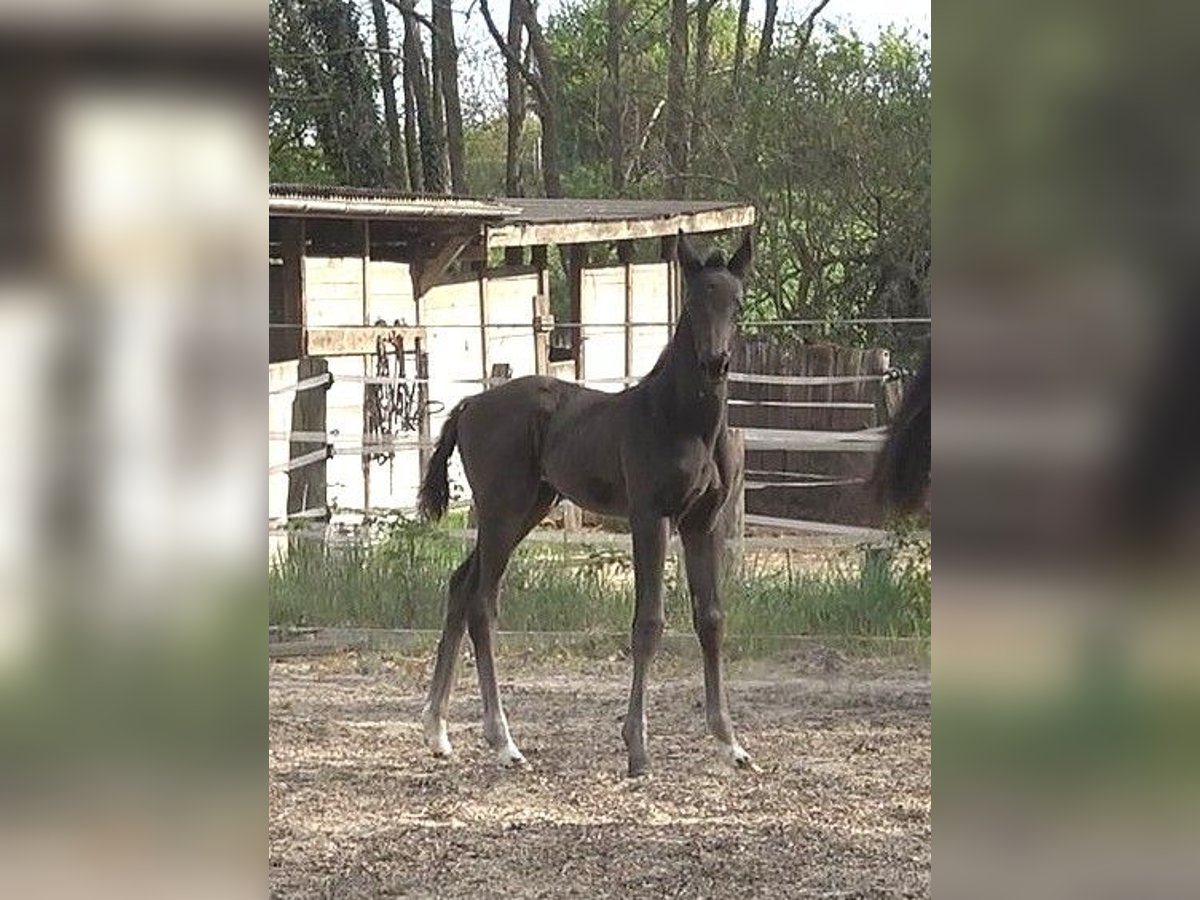 Hanoverian Mare  Black in Ratekau