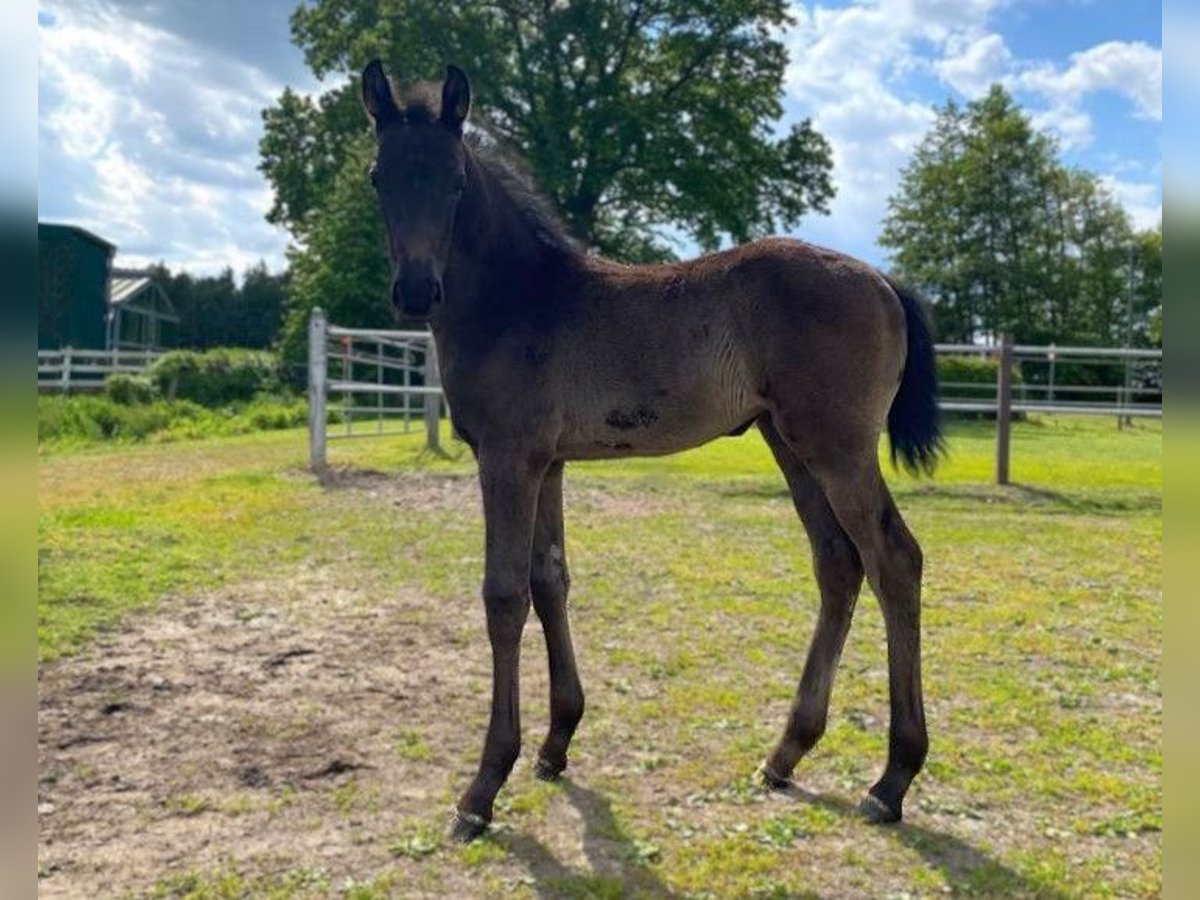 Hanoverian Mare  Black in Meyenburg
