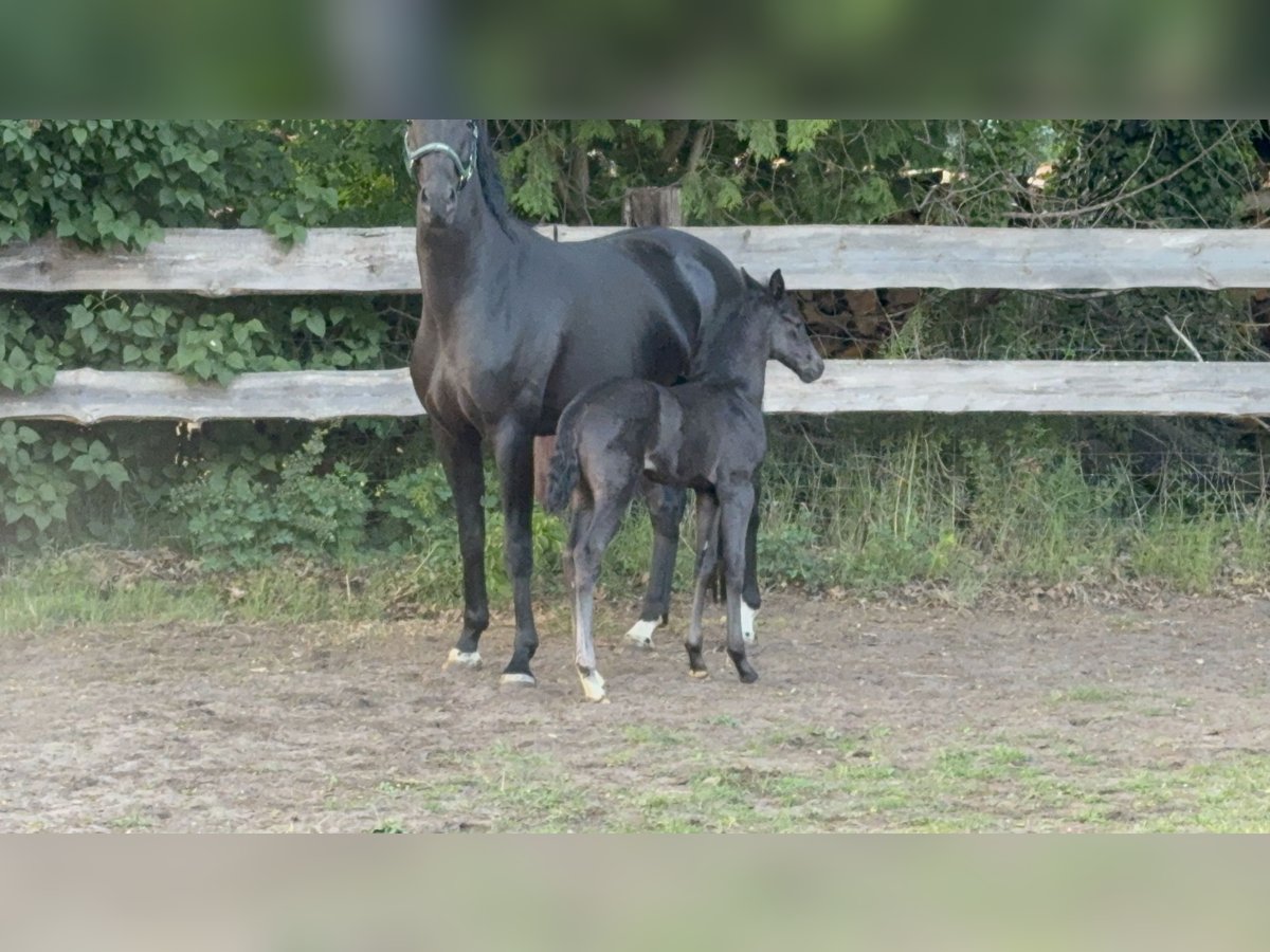 Hanoverian Mare  Black in Br&#xF6;ckel