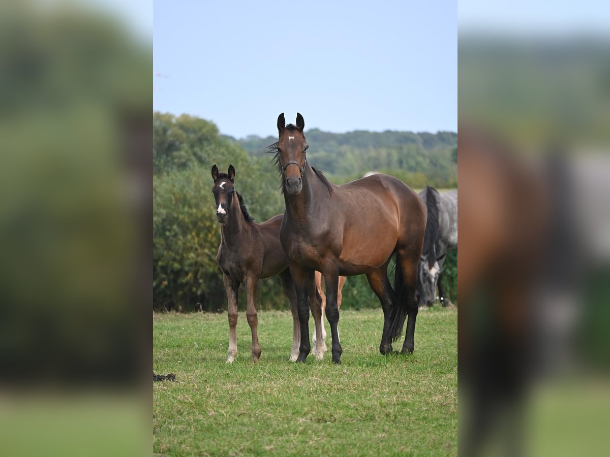 Hanoverian Mare Foal (06/2024) Black in Rethem