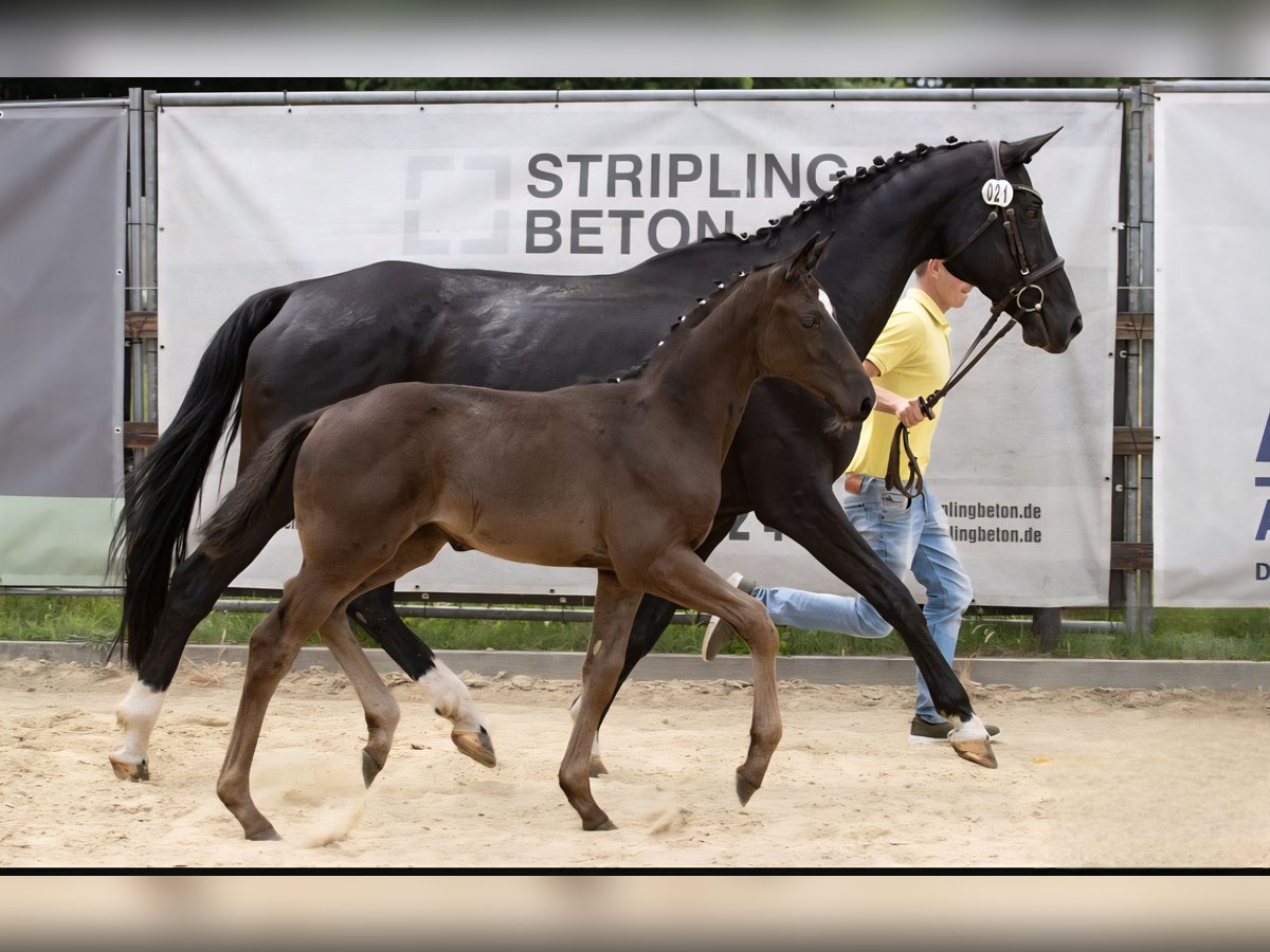 Hanoverian Mare Foal (04/2025) Black in GROTE-BROGEL