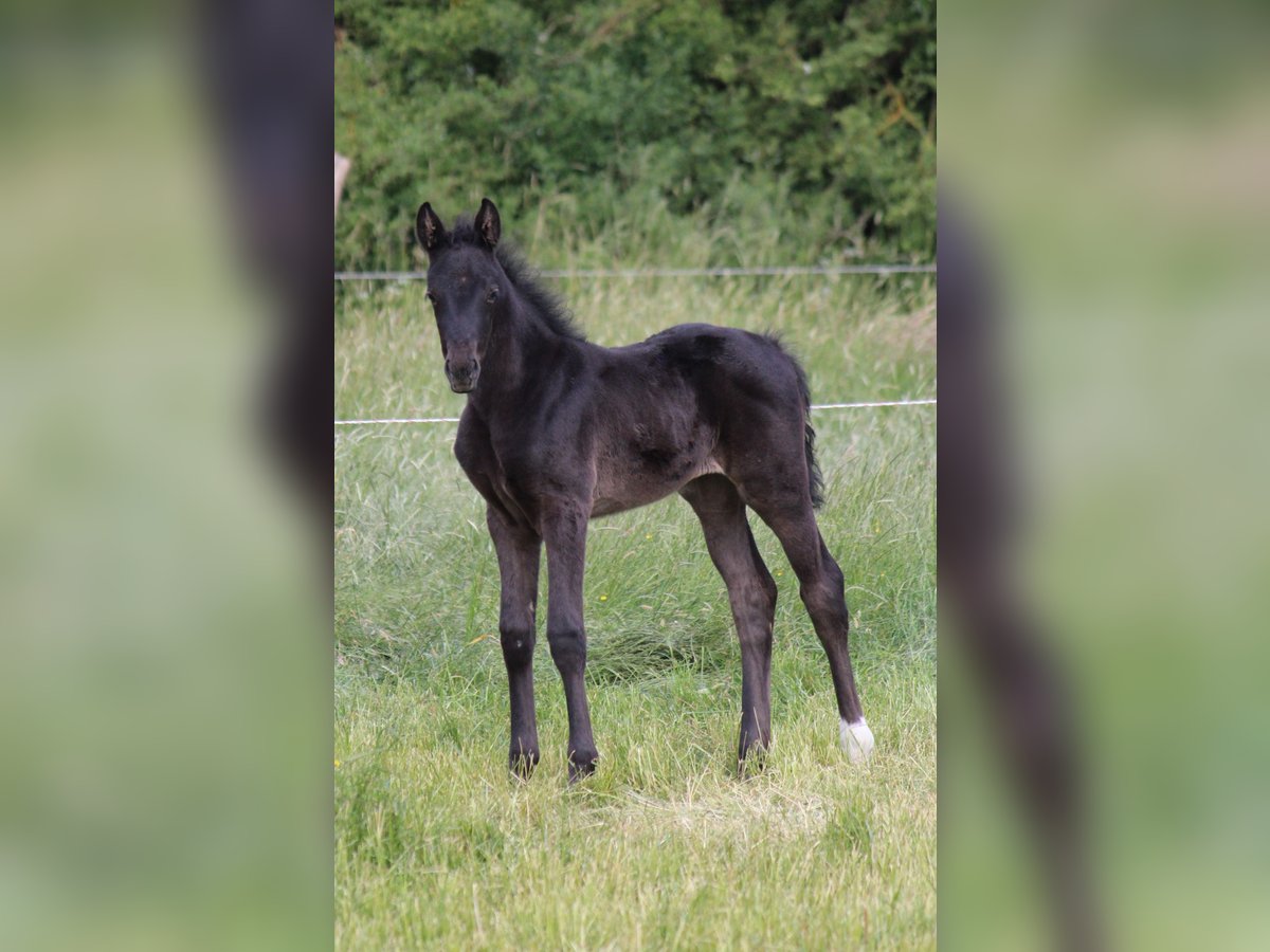 Hanoverian Mare  Black in Hohenhameln