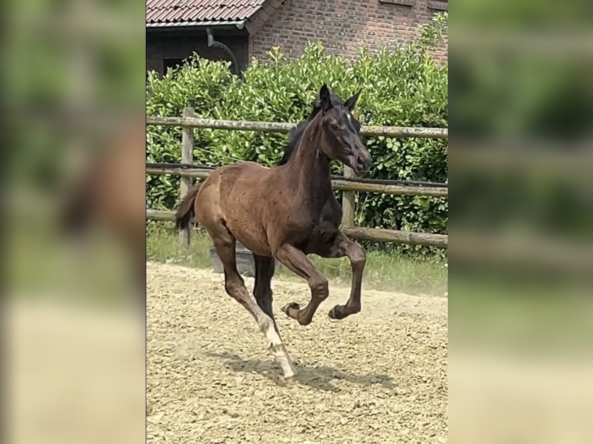 Hanoverian Mare Foal (04/2025) Black in Kevelaer