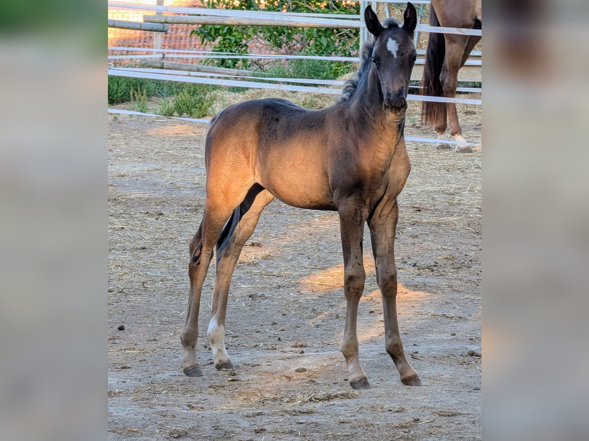 Hanoverian Mare Foal (07/2025) Black in Meisenheim