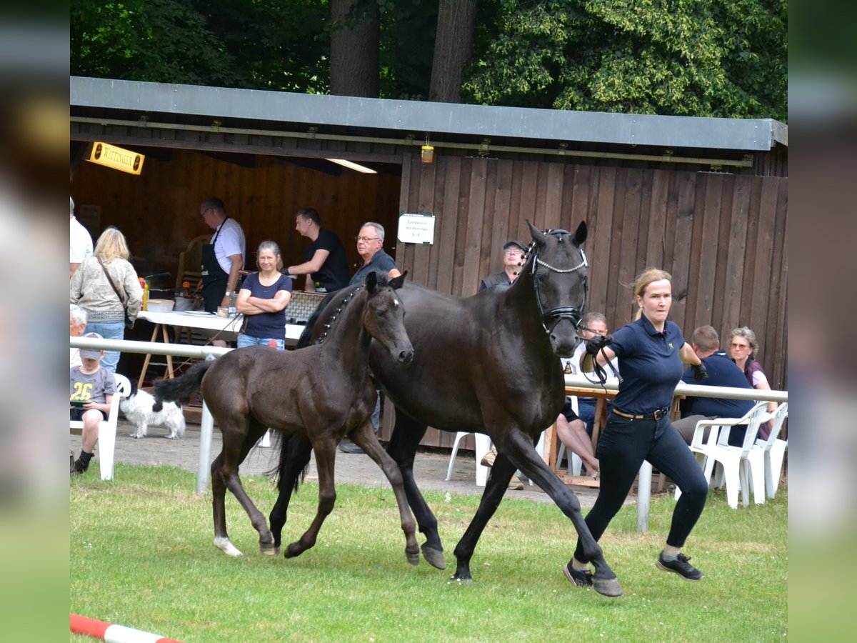 Hanoverian Mare Foal (04/2025) Black in M&#xFC;den (Aller)