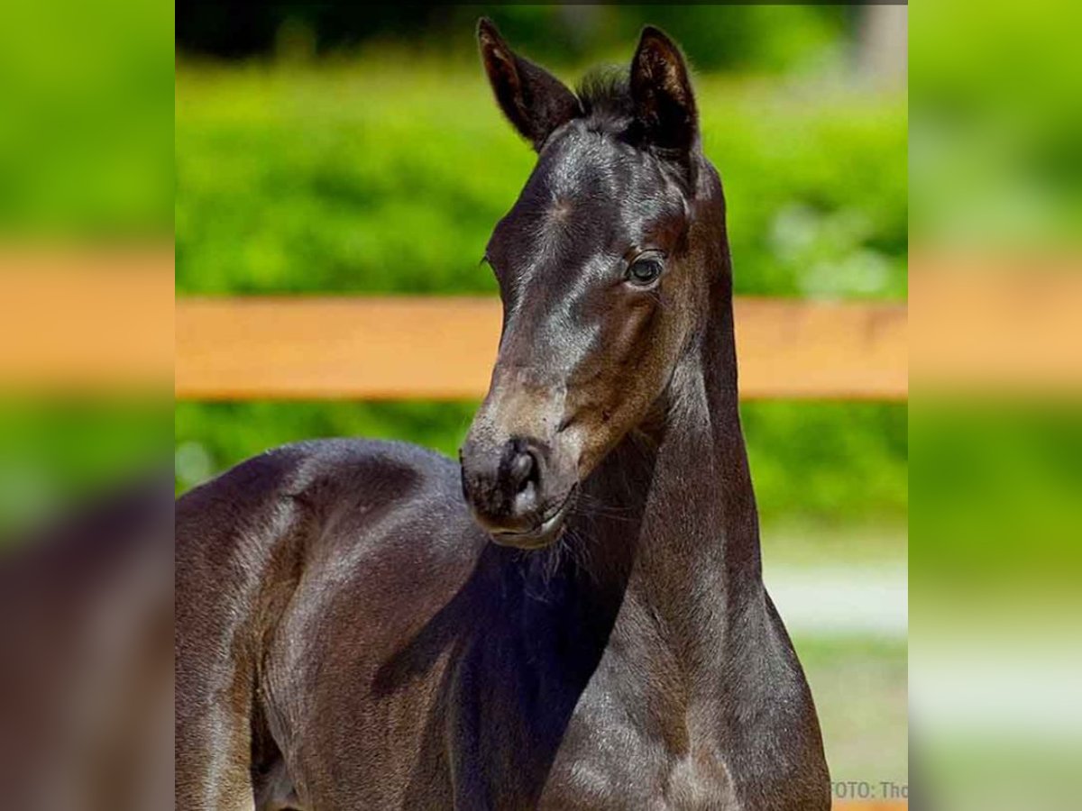 Hanoverian Mare  Black in Verden (Aller)