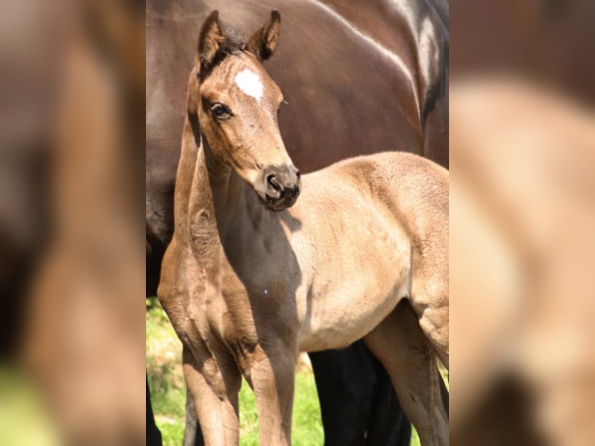 Hanoverian Mare  Black in Wielen