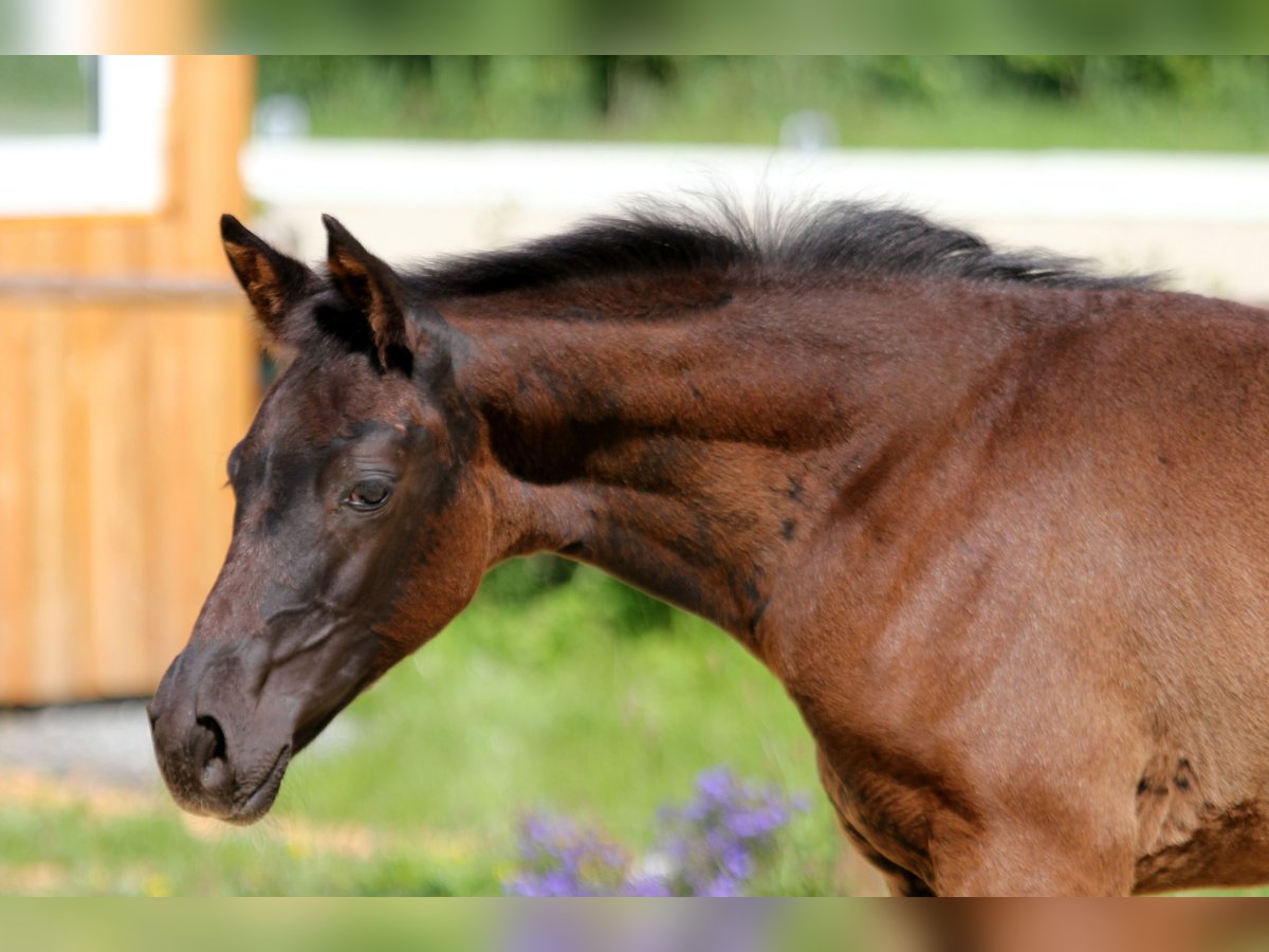 Hanoverian Mare  Black in Wingst