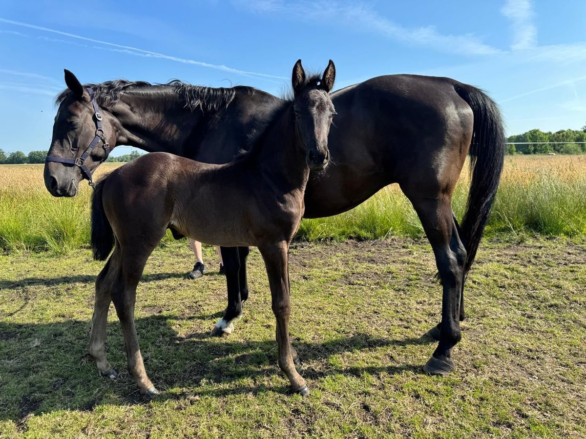 Hanoverian Mare Foal (04/2025) Black in Wingst