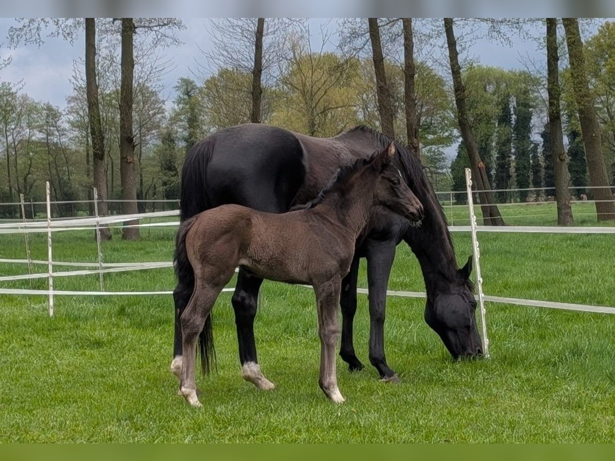 Hanoverian Mare Foal (04/2025) Black in Rietberg