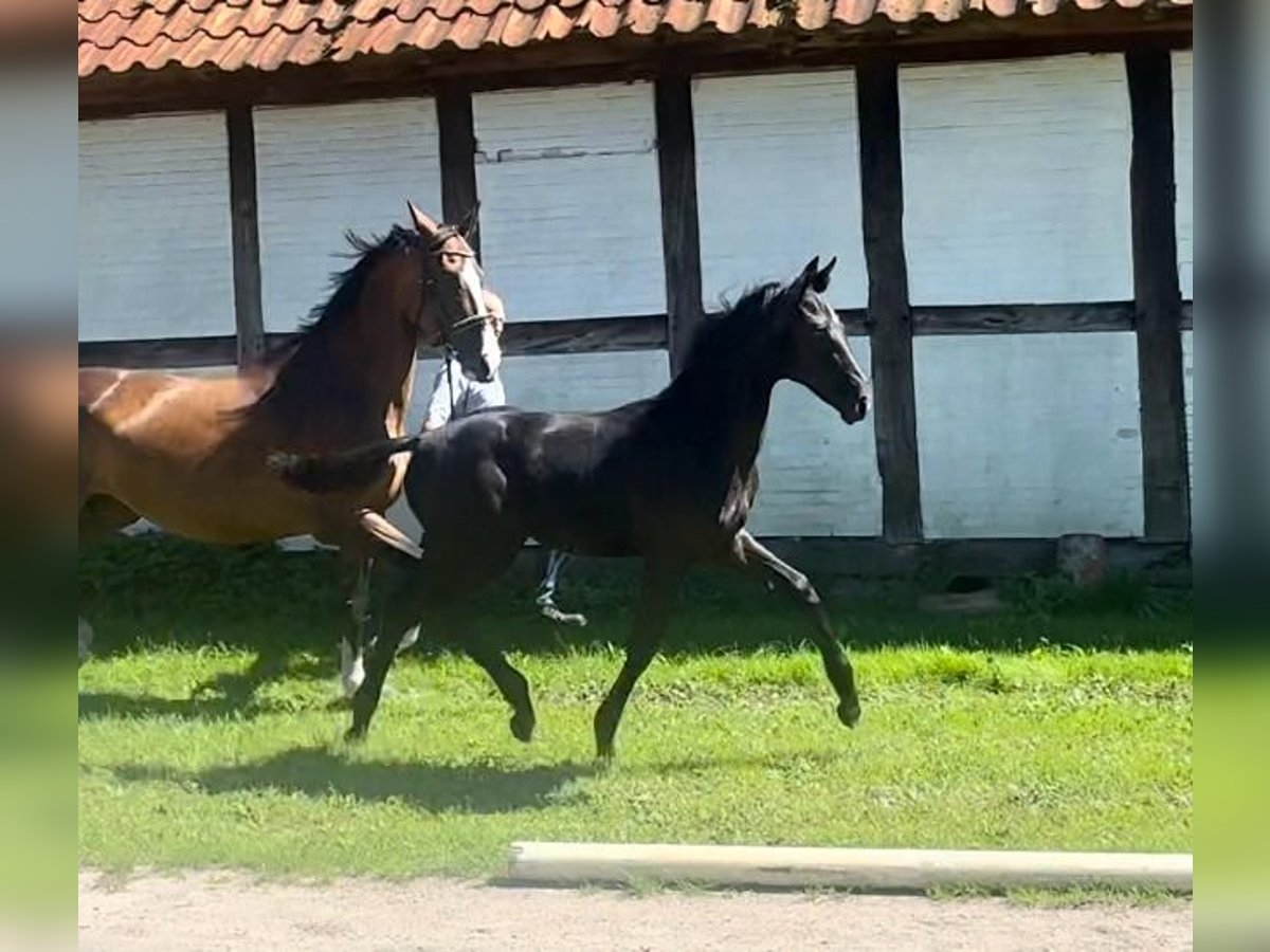 Hanoverian Mare Foal (04/2024) Black in Winsen (Aller)