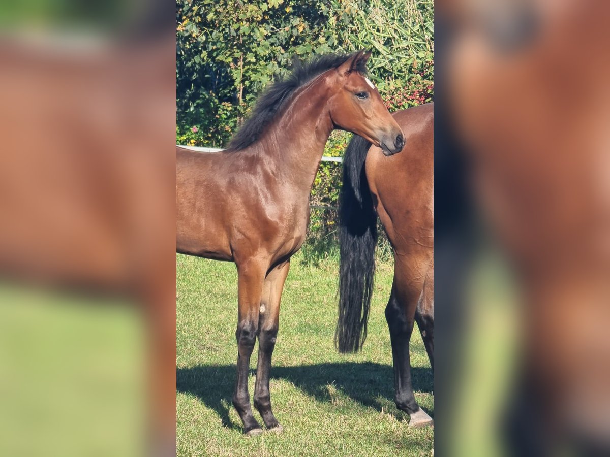 Hanoverian Mare Foal (04/2025) Brown in Ahlerstedt