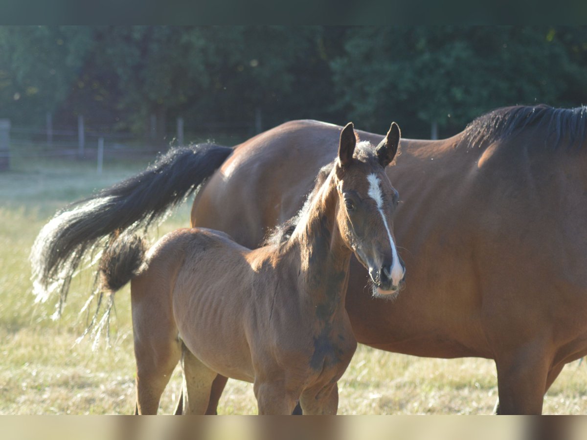 Hanoverian Mare  Brown in Allersehl