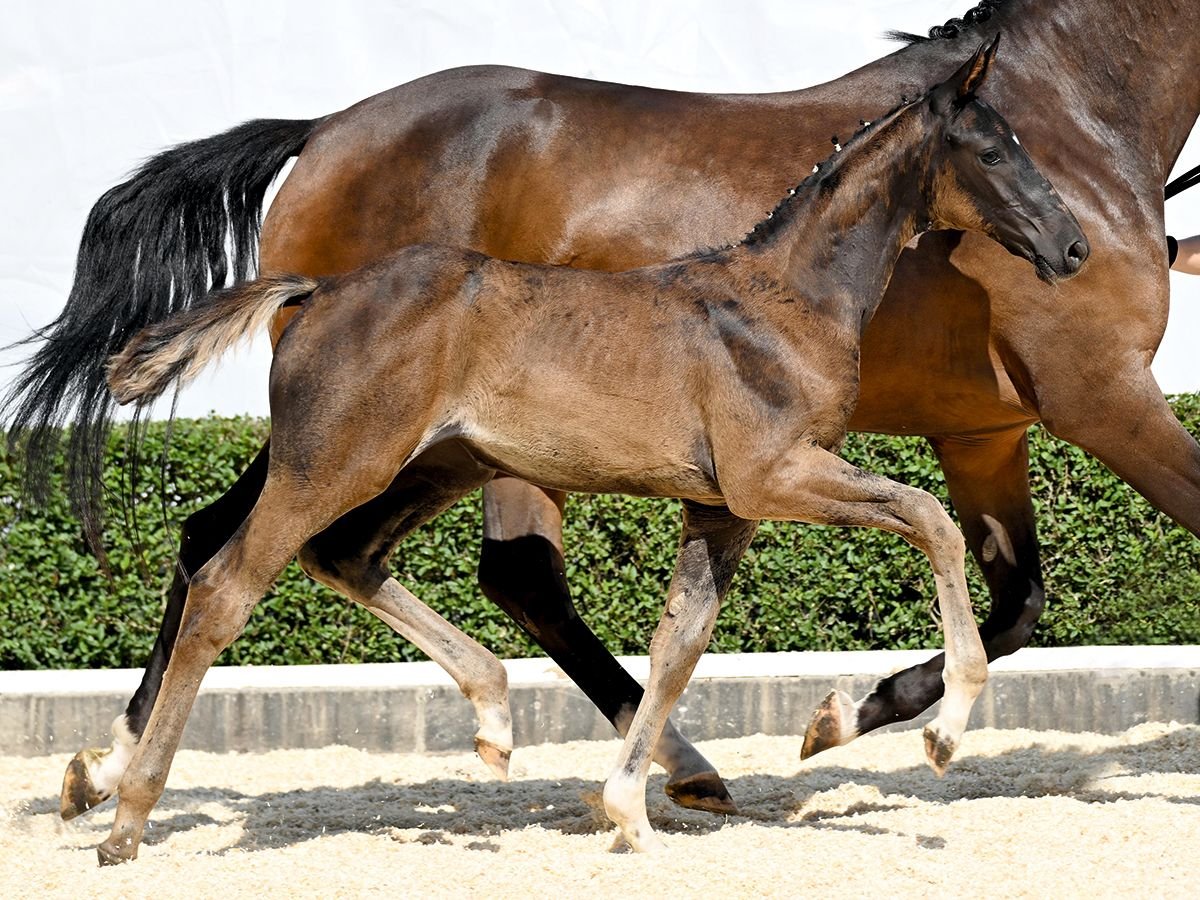 Hanoverian Mare Foal (05/2025) Brown in Bad Bevensen