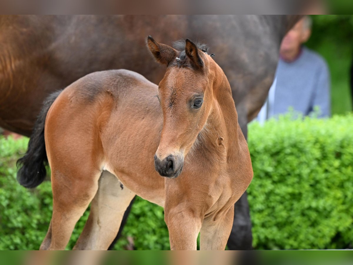 Hanoverian Mare  Brown in Bad Bevensen