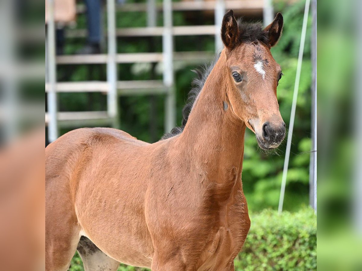 Hanoverian Mare Foal (06/2024) Brown in Bad Bevensen