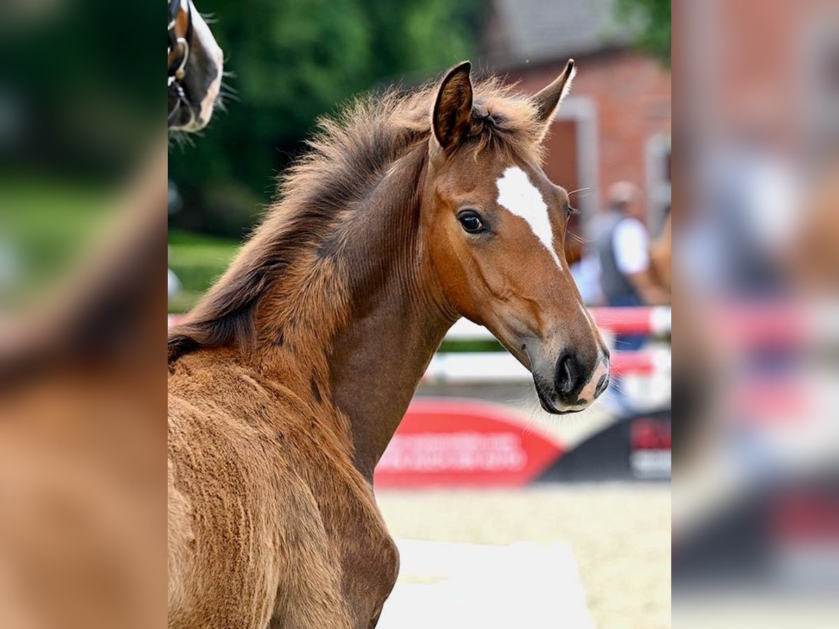 Hanoverian Mare Foal (02/2025) Brown in Bruchhausen-Vilsen
