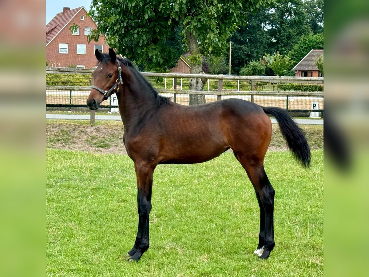 Hanoverian Mare Foal (03/2024) Brown in Damme