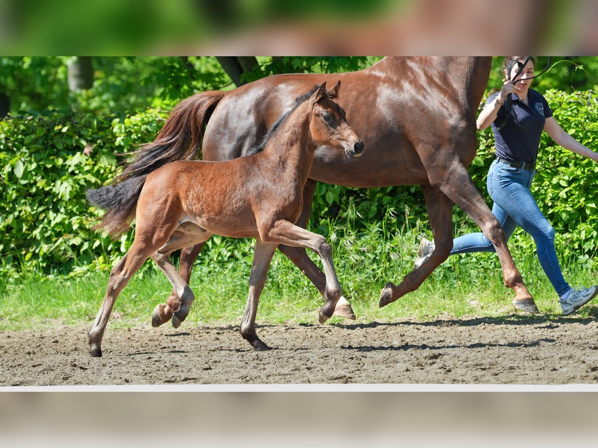 Hanoverian Mare  Brown in M&#xF6;nchengladbach