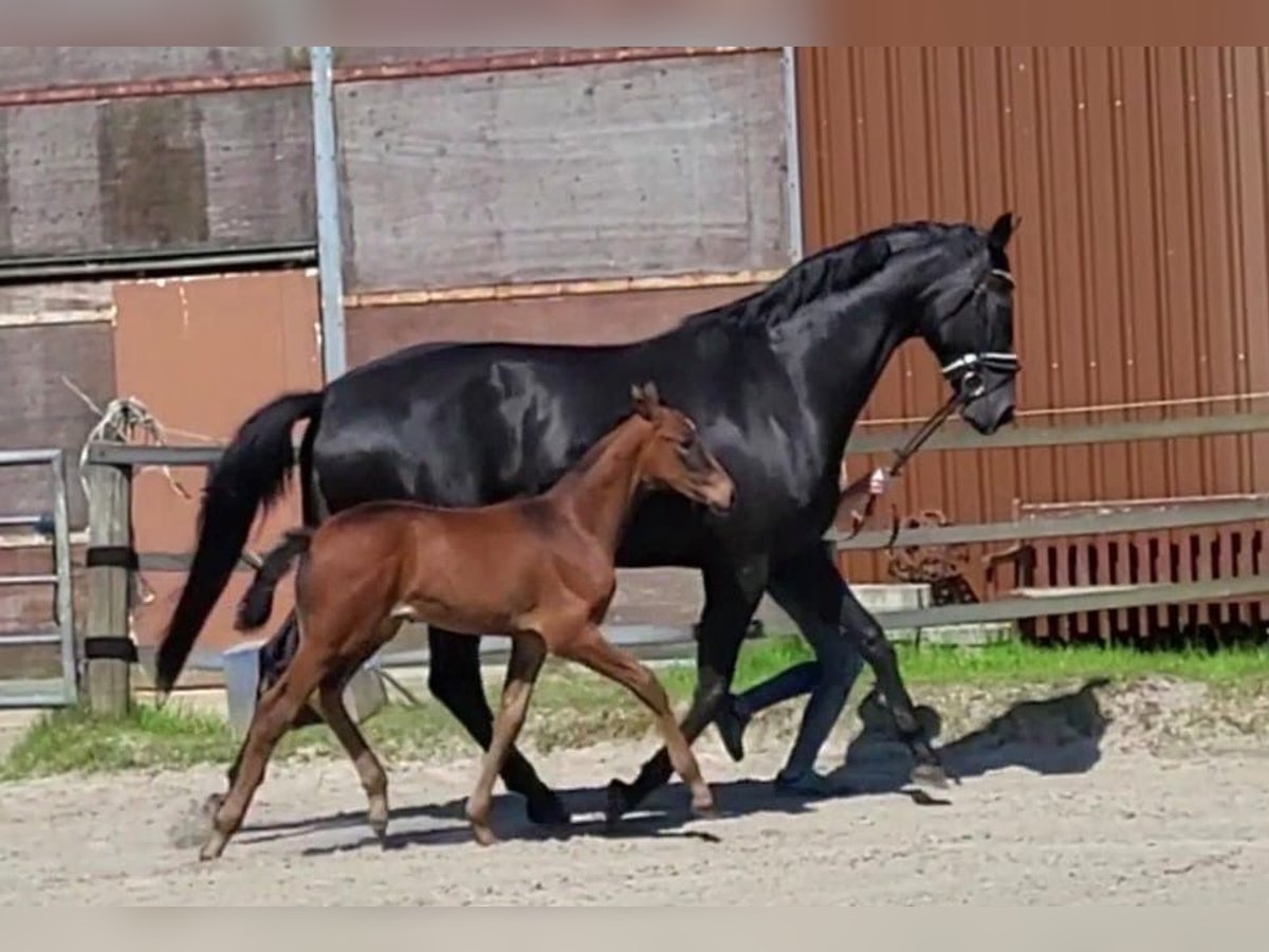 Hanoverian Mare Foal (03/2024) Brown in Butjadingen