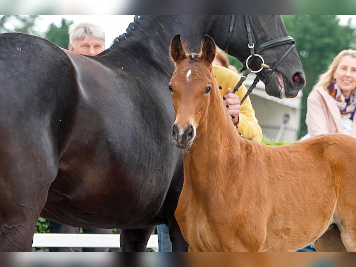 Hanoverian Mare  Brown in Celle