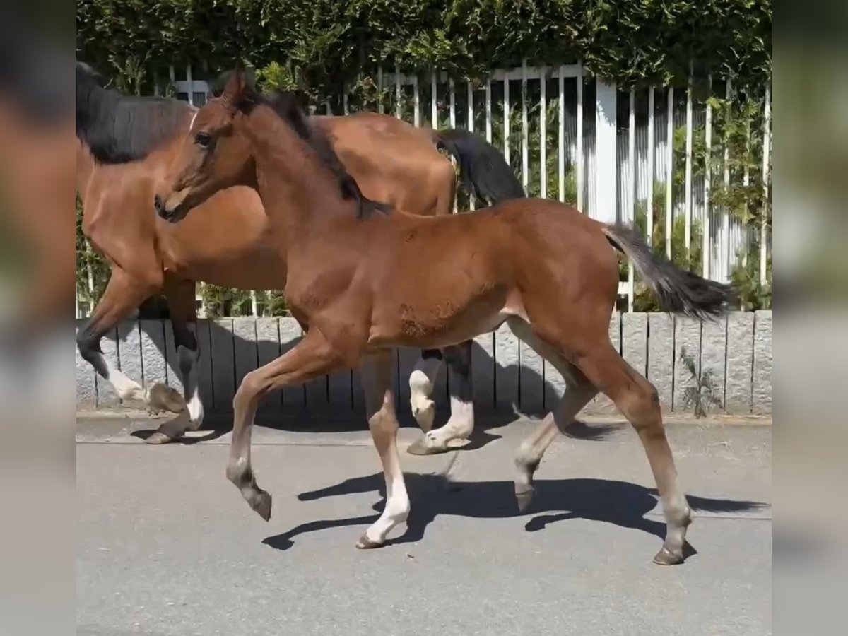 Hanoverian Mare Foal (03/2025) Brown in Essen