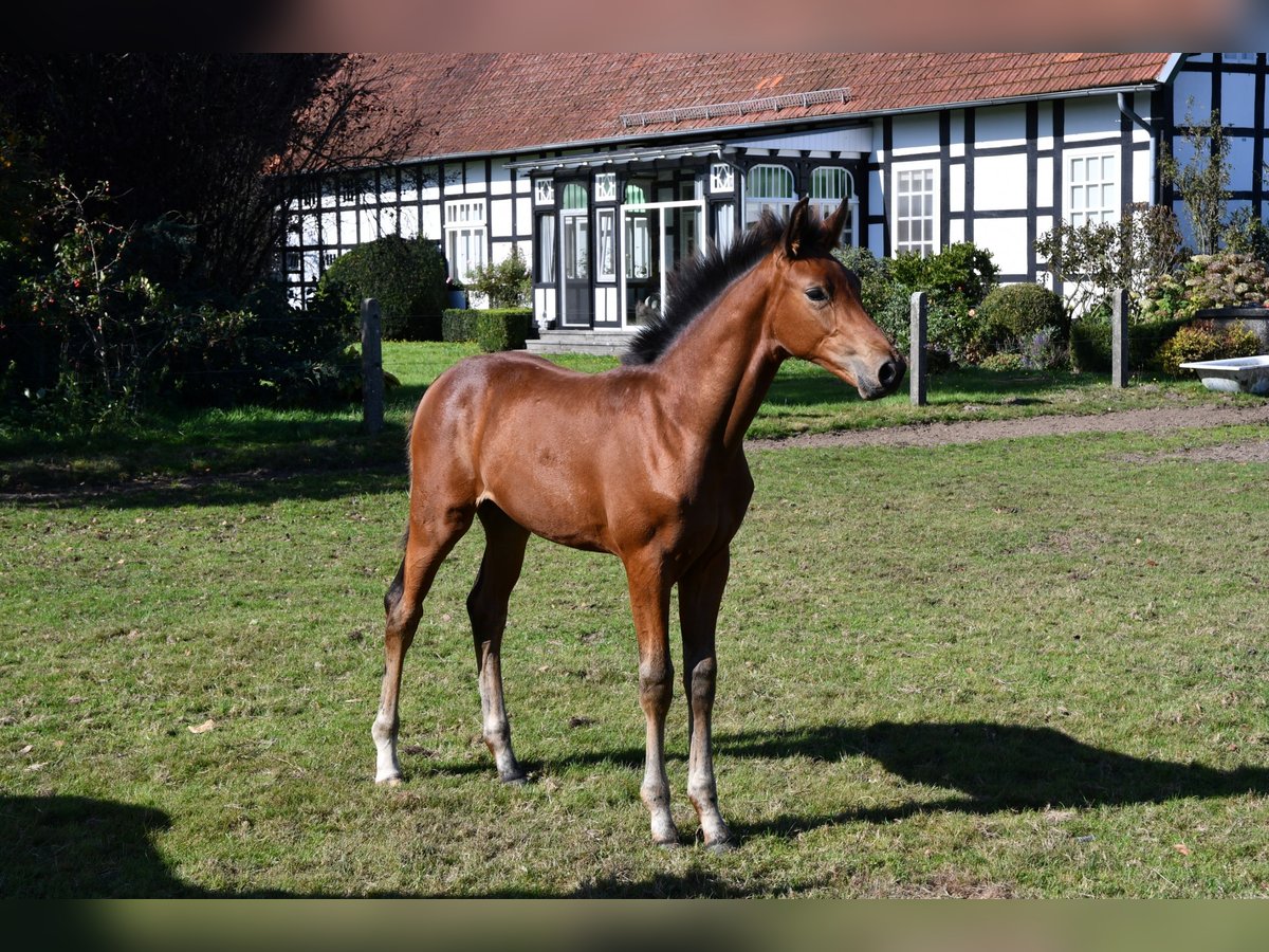 Hanoverian Mare Foal (06/2024) Brown in Osnabrück