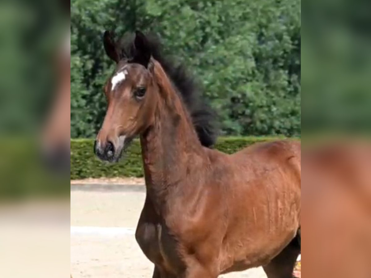Hanoverian Mare  Brown in Gro&#xDF; Ippener