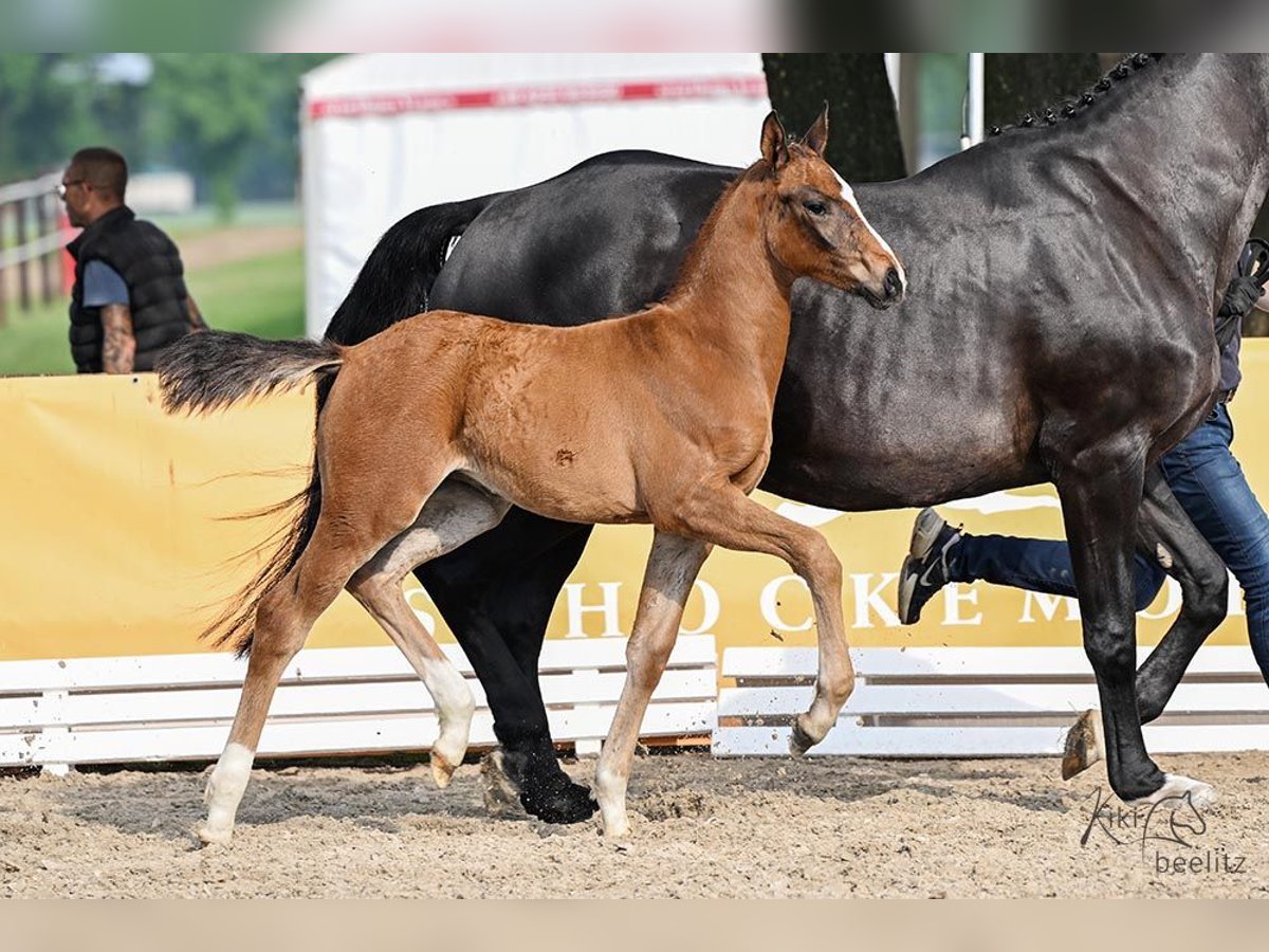 Hanoverian Mare Foal (03/2025) Brown in Kutenholz