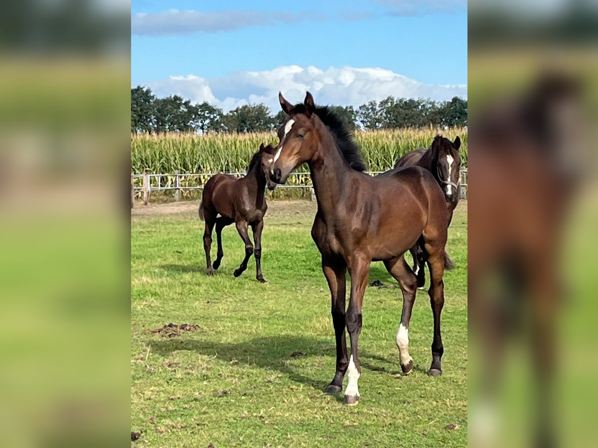 Hanoverian Mare Foal (03/2025) Brown in Stemwede