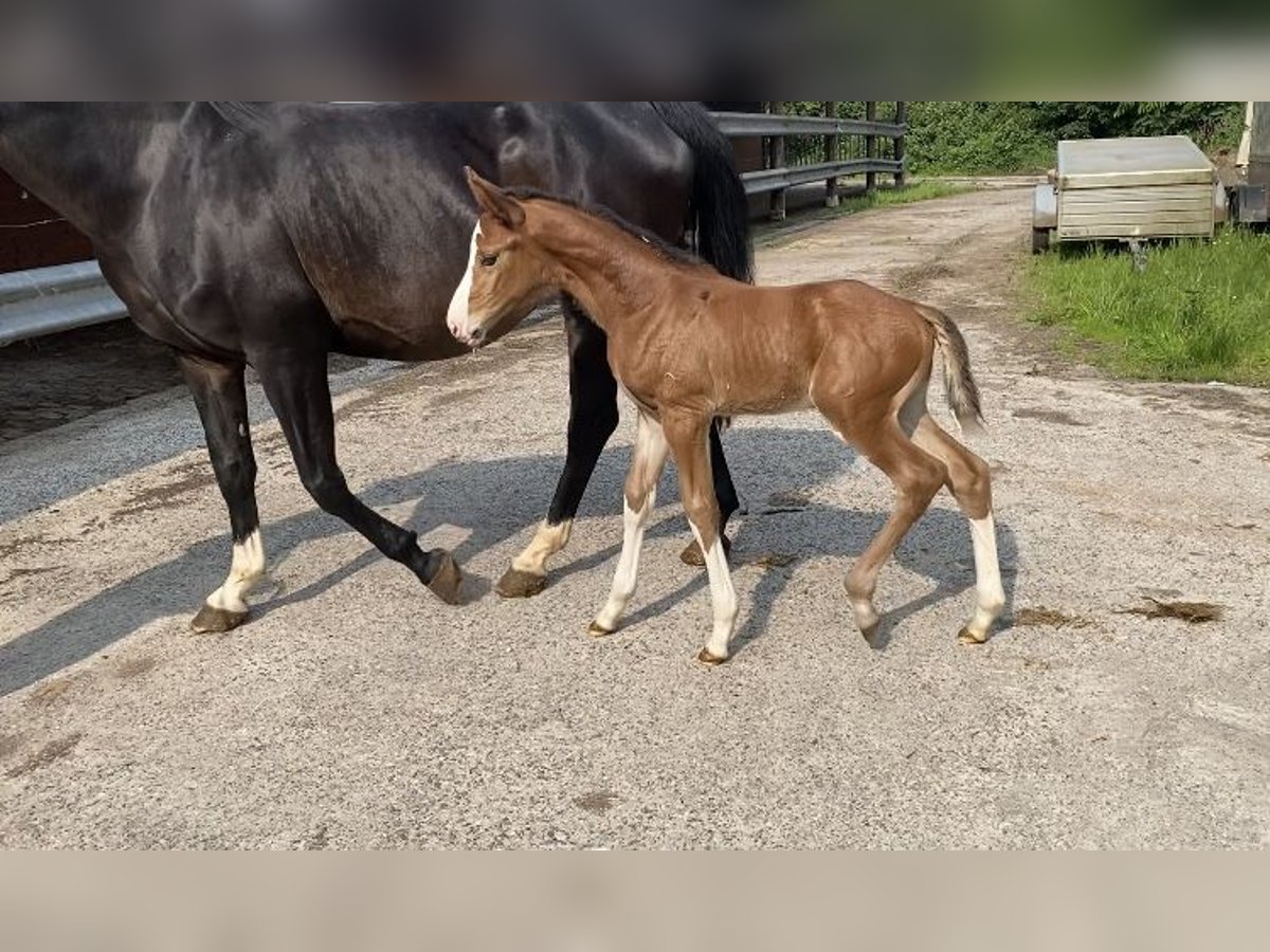 Hanoverian Mare  Brown in Otterndorf