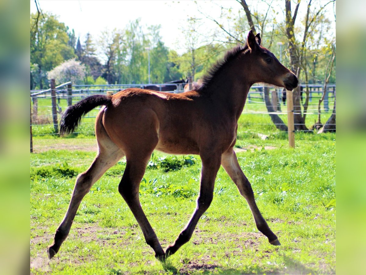 Hanoverian Mare  Brown in Bleckede