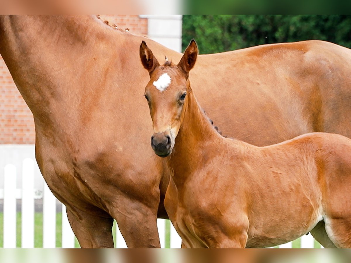 Hanoverian Mare  Brown in Celle