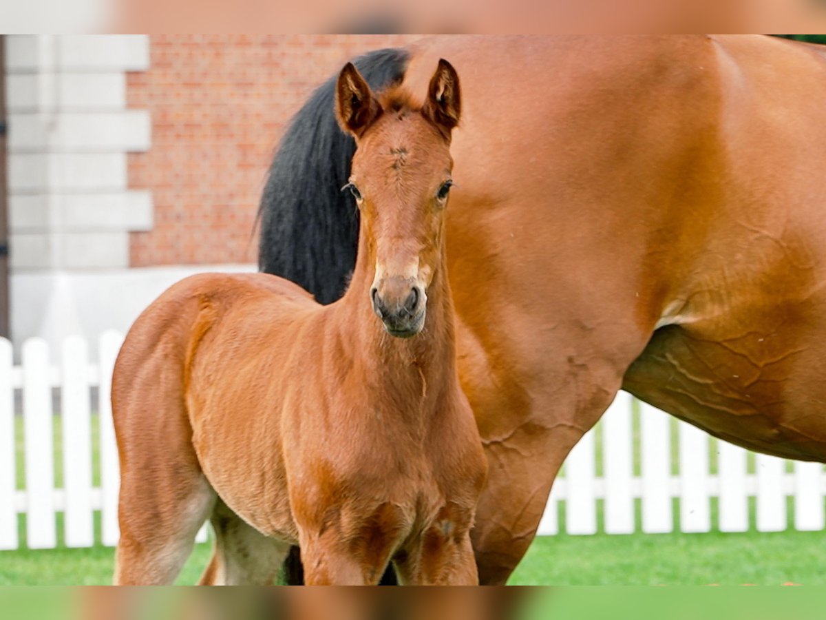 Hanoverian Mare  Brown in Celle