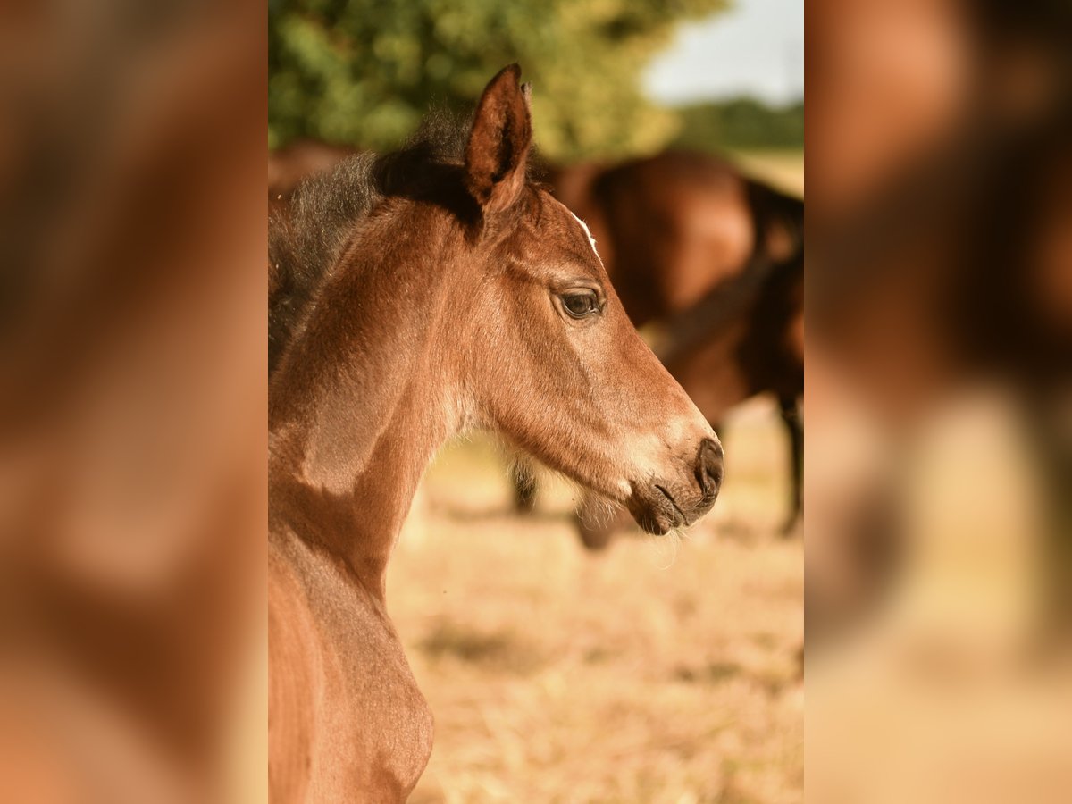 Hanoverian Mare Foal (06/2024) Brown in Düsseldorf