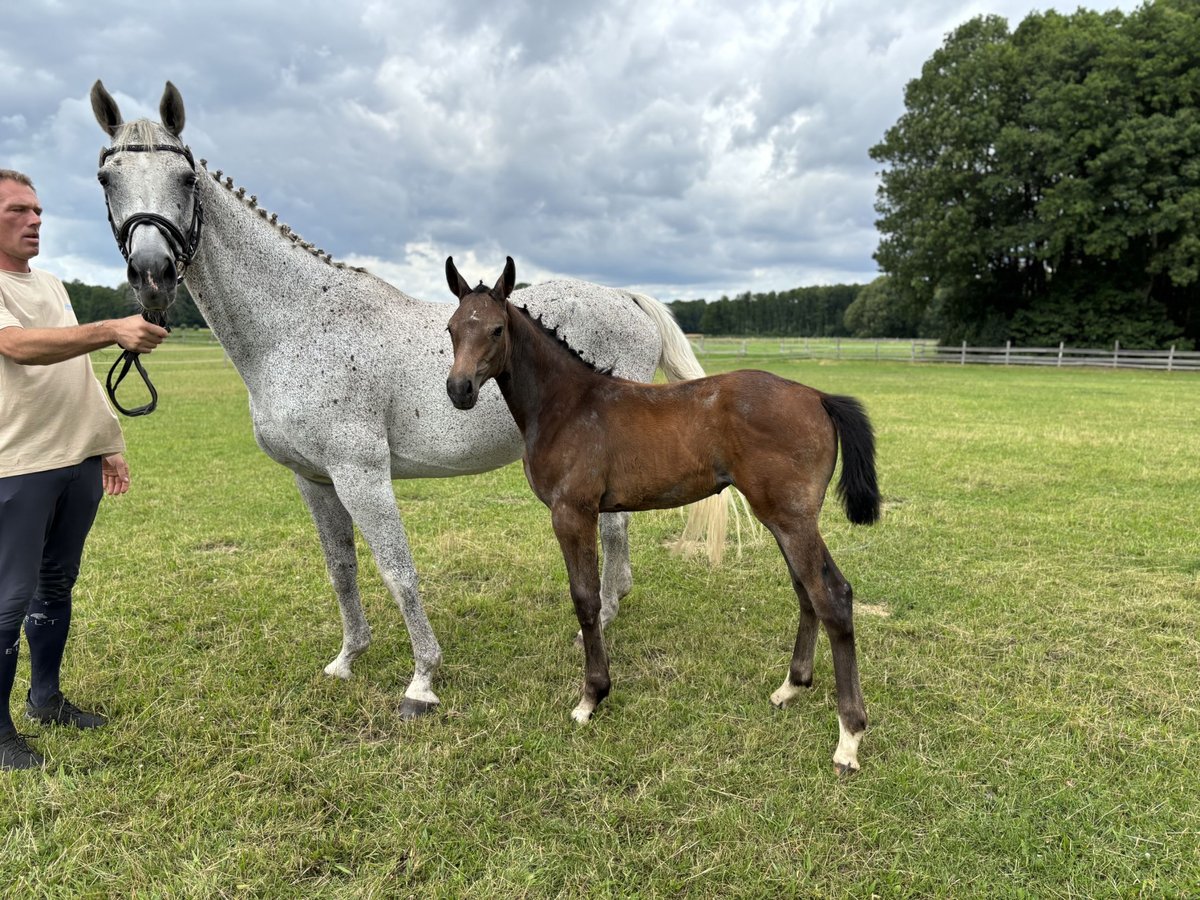 Hanoverian Mare  Brown in Jameln Volkfien