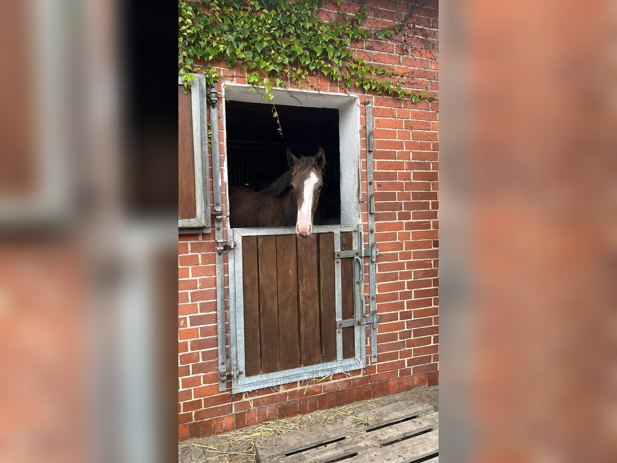 Hanoverian Mare Foal (04/2025) Brown in Langwedel