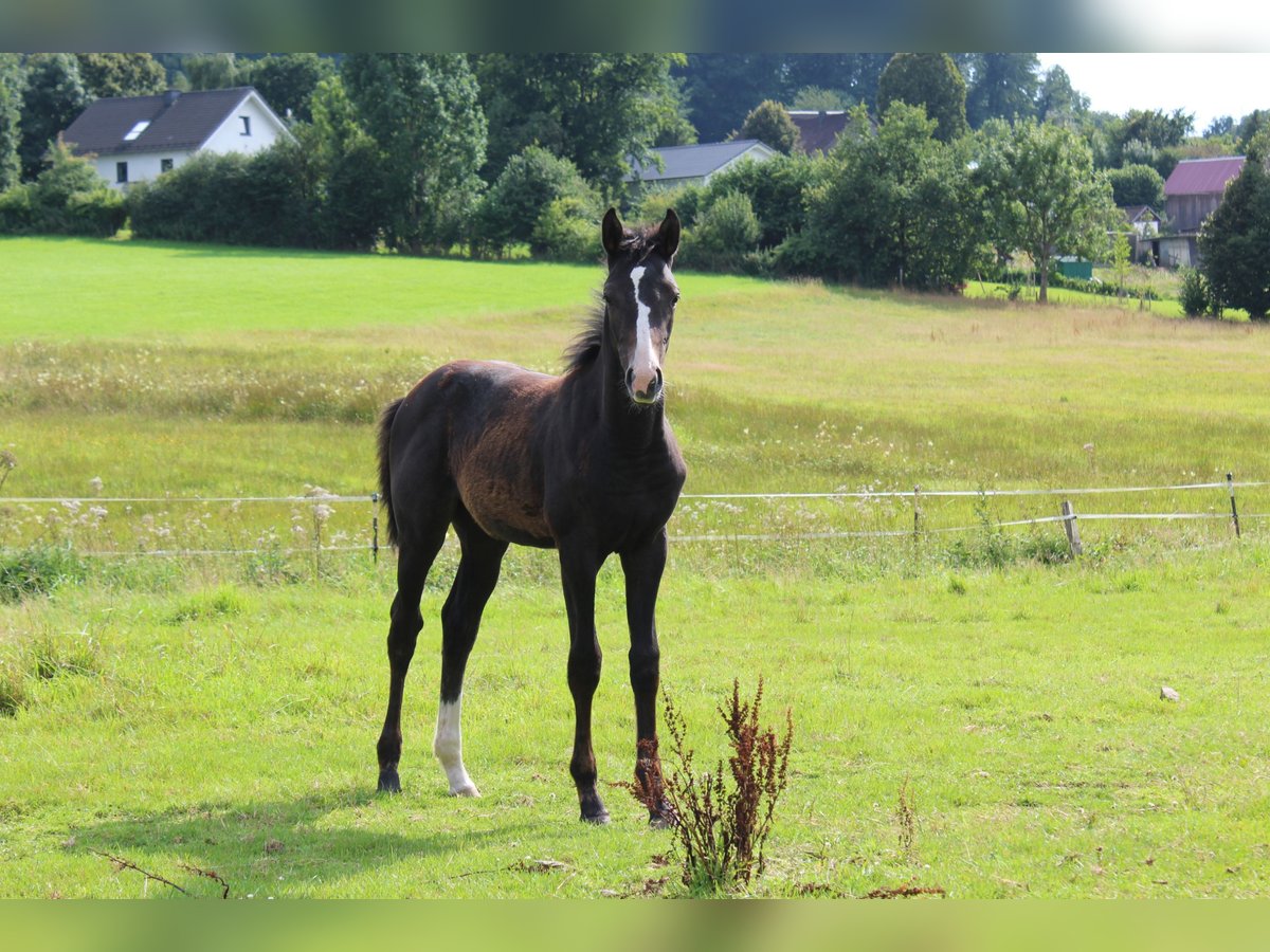 Hanoverian Mare Foal (04/2025) Can be white in Kierspe