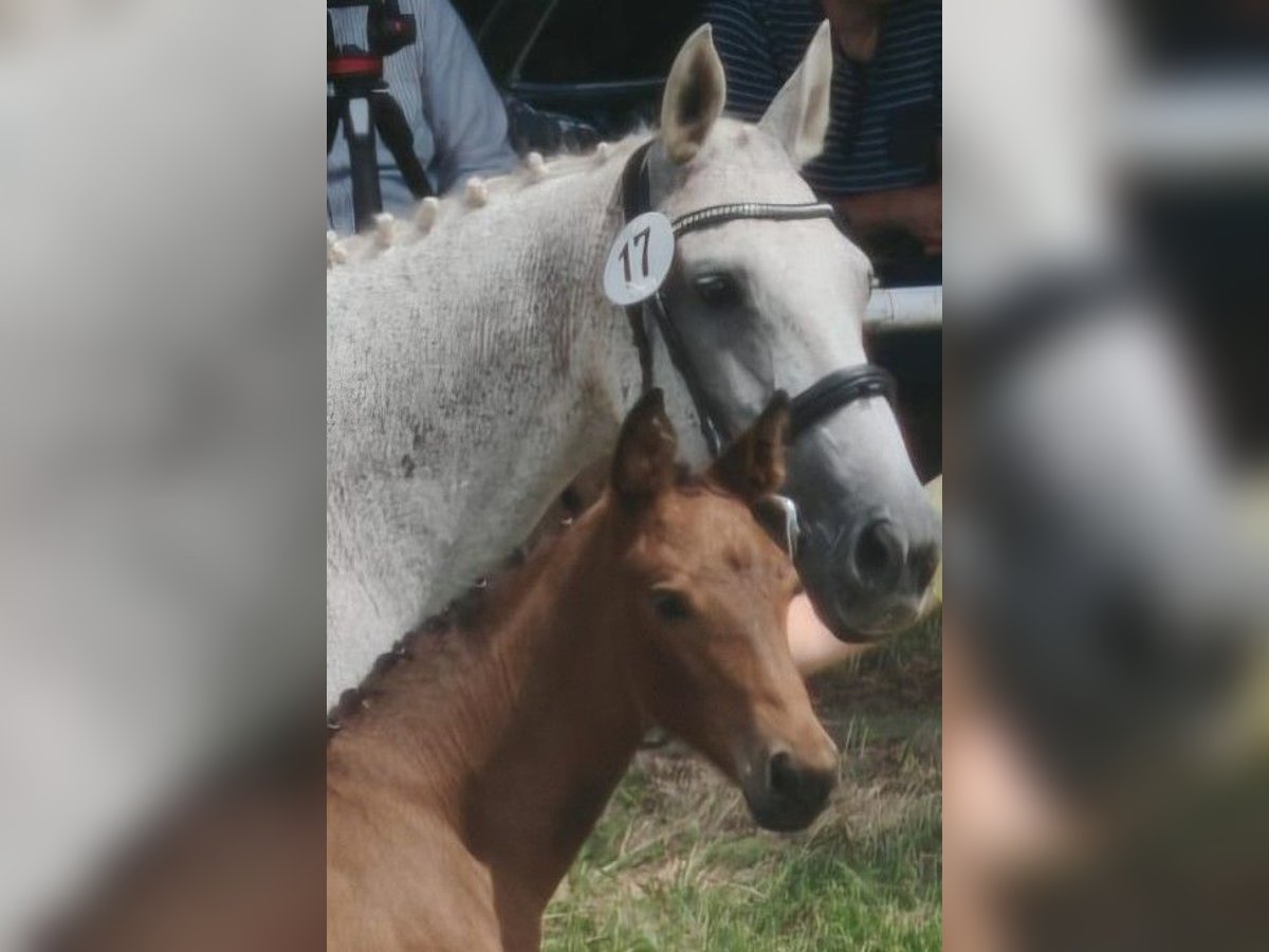Hanoverian Mare Foal (05/2025) Can be white in Bleckede