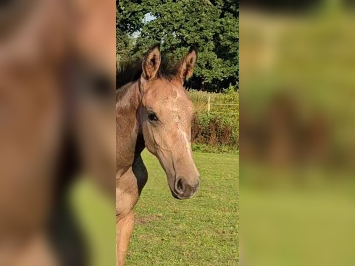 Hanoverian Mare Foal (04/2025) Can be white in Schiffdorf